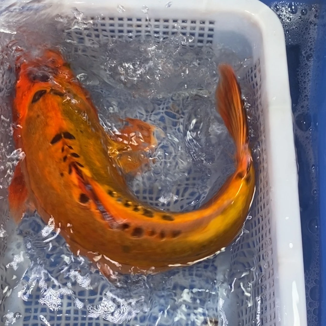 锦鲤冷水锦鲤包邮