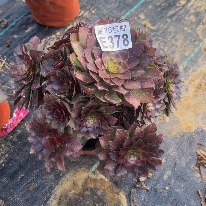 378多肉植物一物一拍