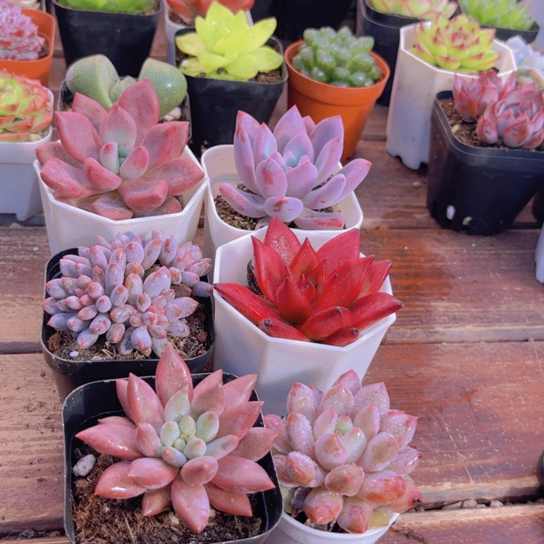 如图6盆1111111111