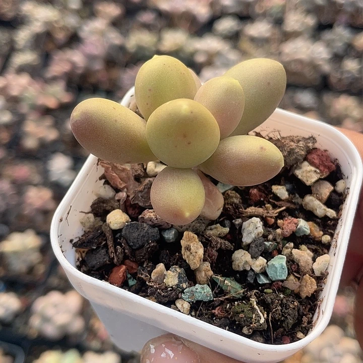 金蟾 脱土发货 7口盆