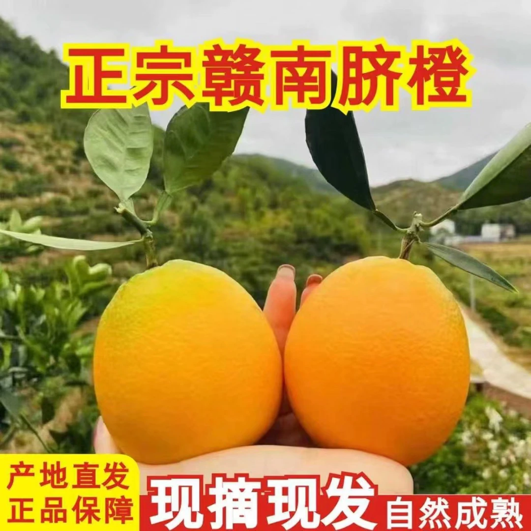 正宗赣南脐橙现摘现发酸甜可口孕妇小孩可吃