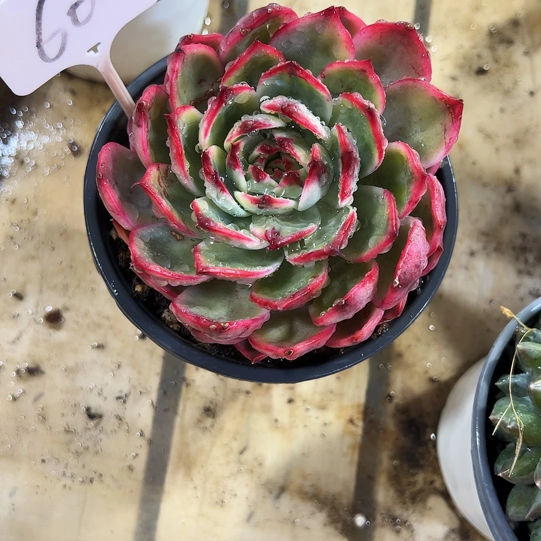 桃花锦60号多肉植物