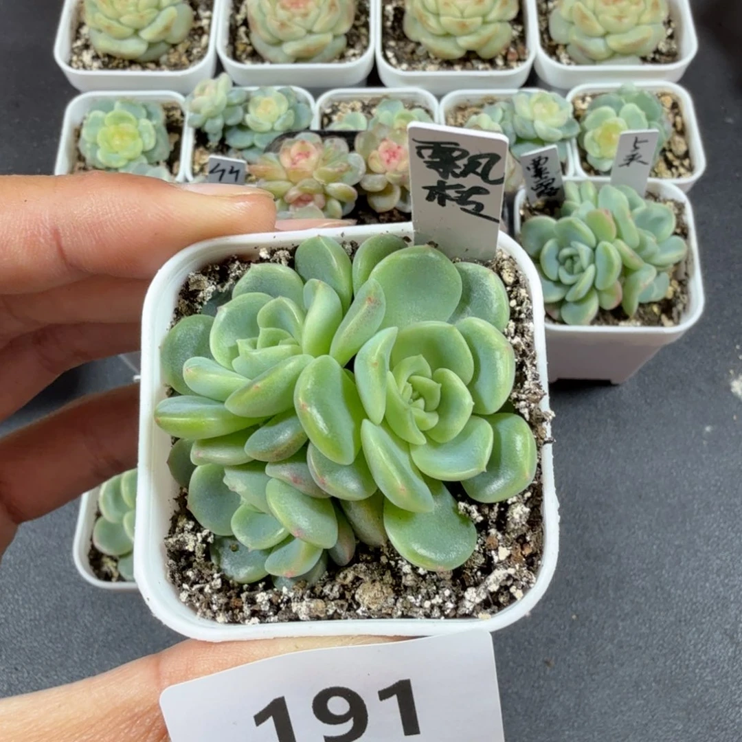 甜心飘枝三头一物一拍191