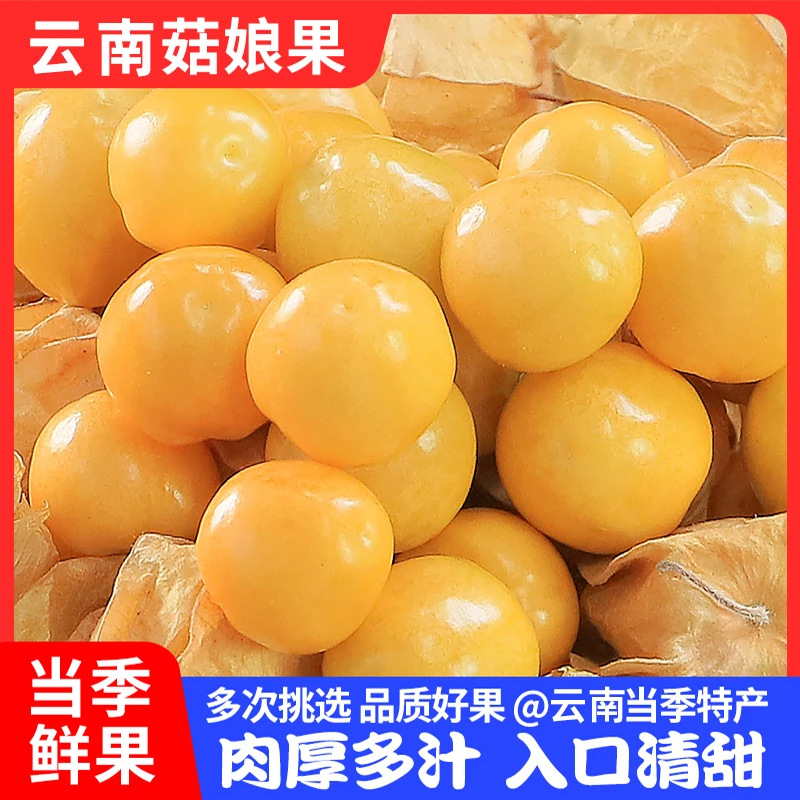 云南姑娘果中大果超甜黄姑娘水果菇娘新鲜云南特产灯笼果菇娘