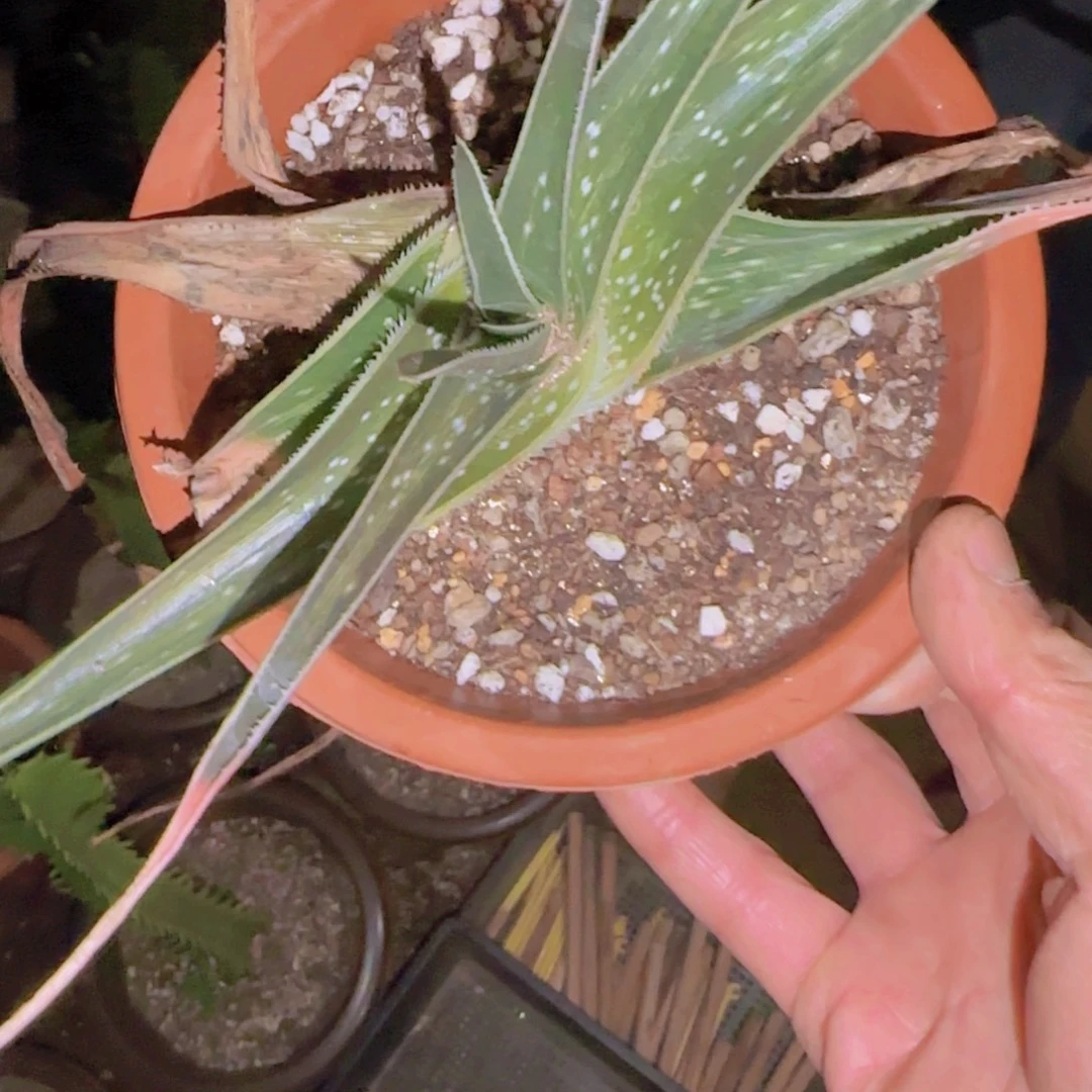 C***哇块根植物块根植物