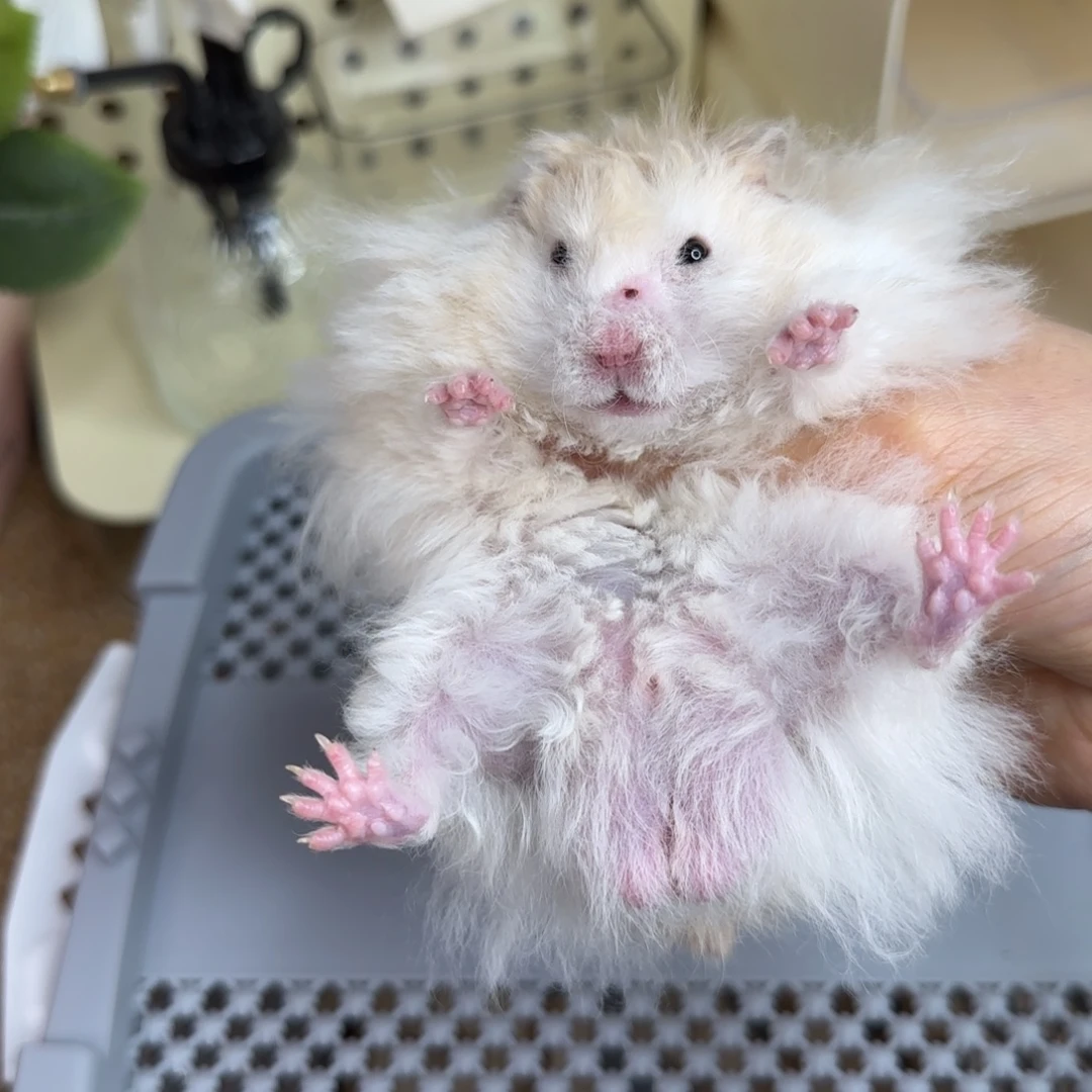 卷毛蜜波弟弟5.16生日144g