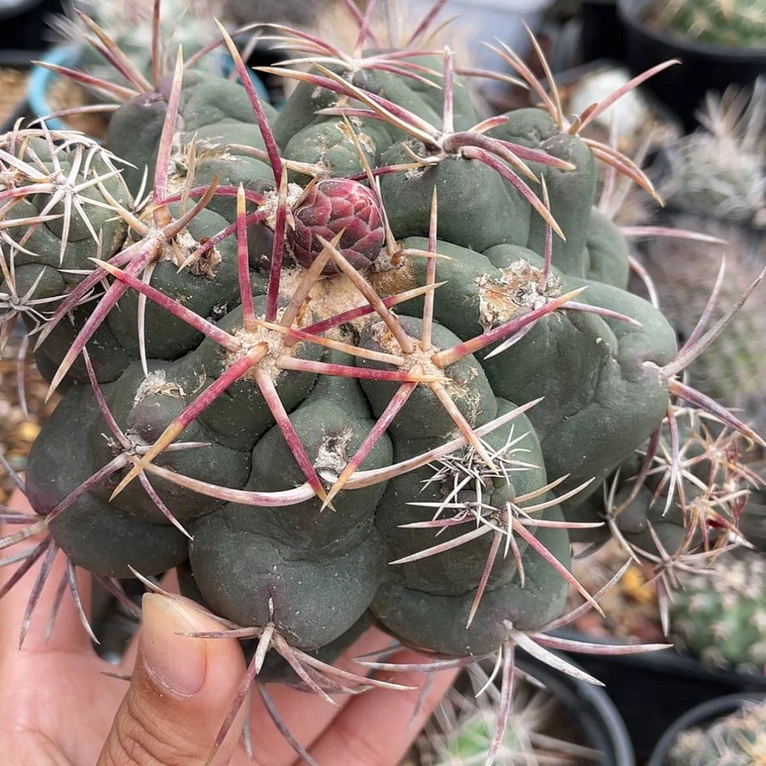 【闪购商品】大红鹰冒根芽66666