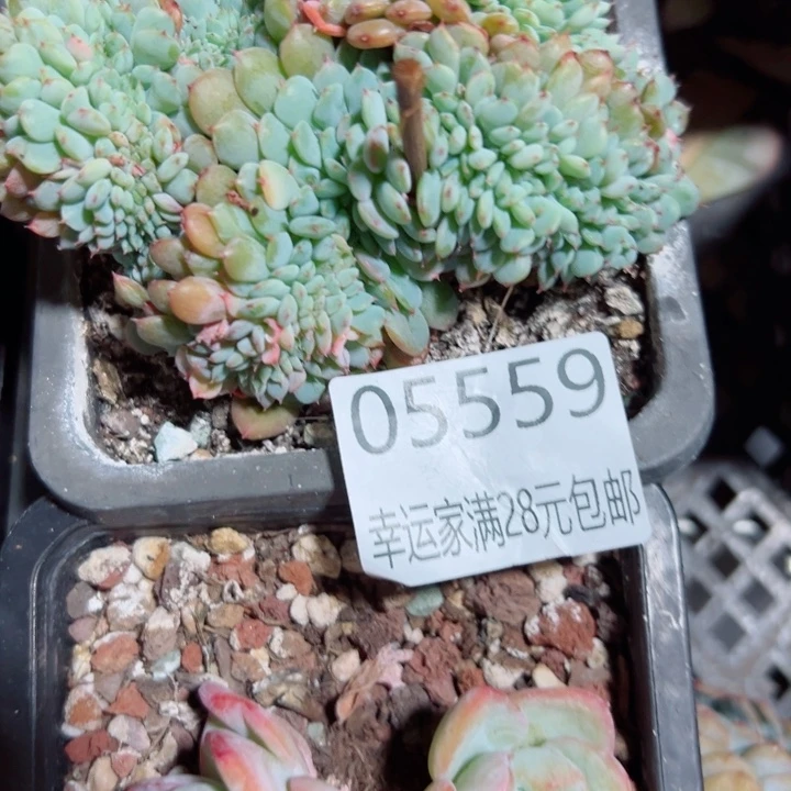 幸运儿的一句台词我