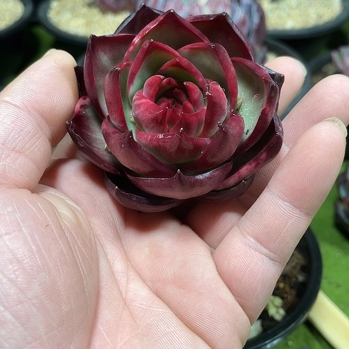 惊鸿仙子多肉植物2681