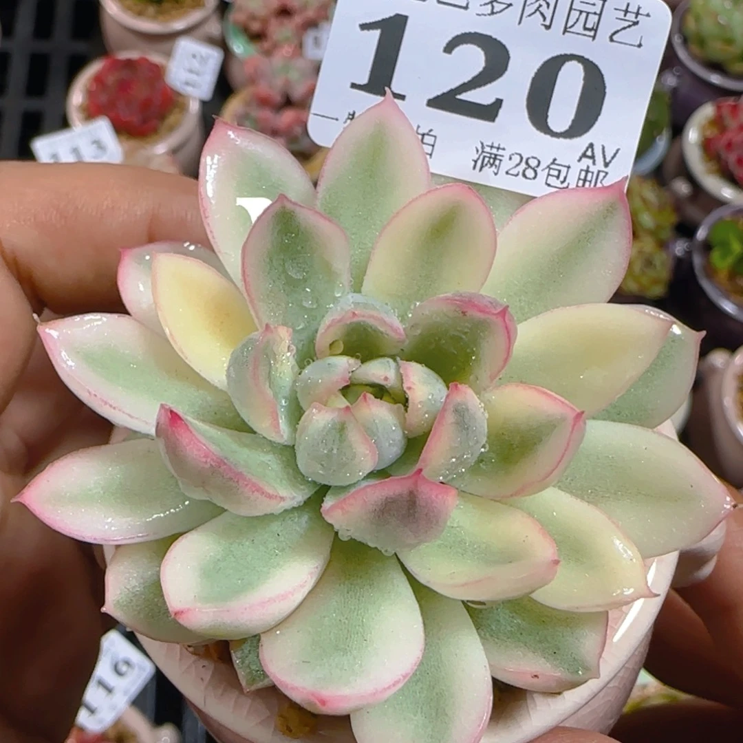 AV小尾巴5CM迷你拇指盆栽精控多肉120