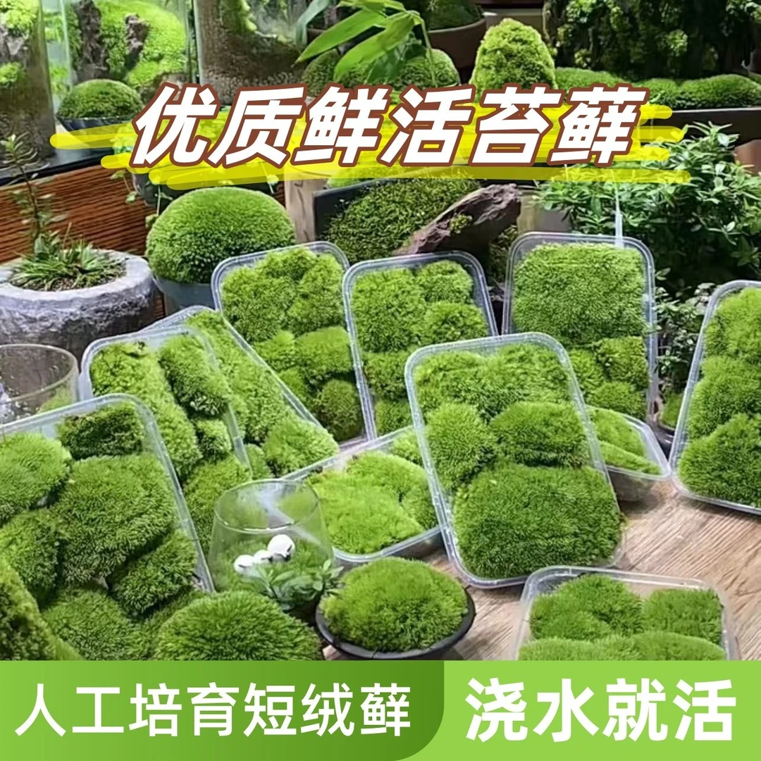 青苔植物白发苔藓鲜活生态瓶微景观diy盆栽装饰兰花假山生态造景