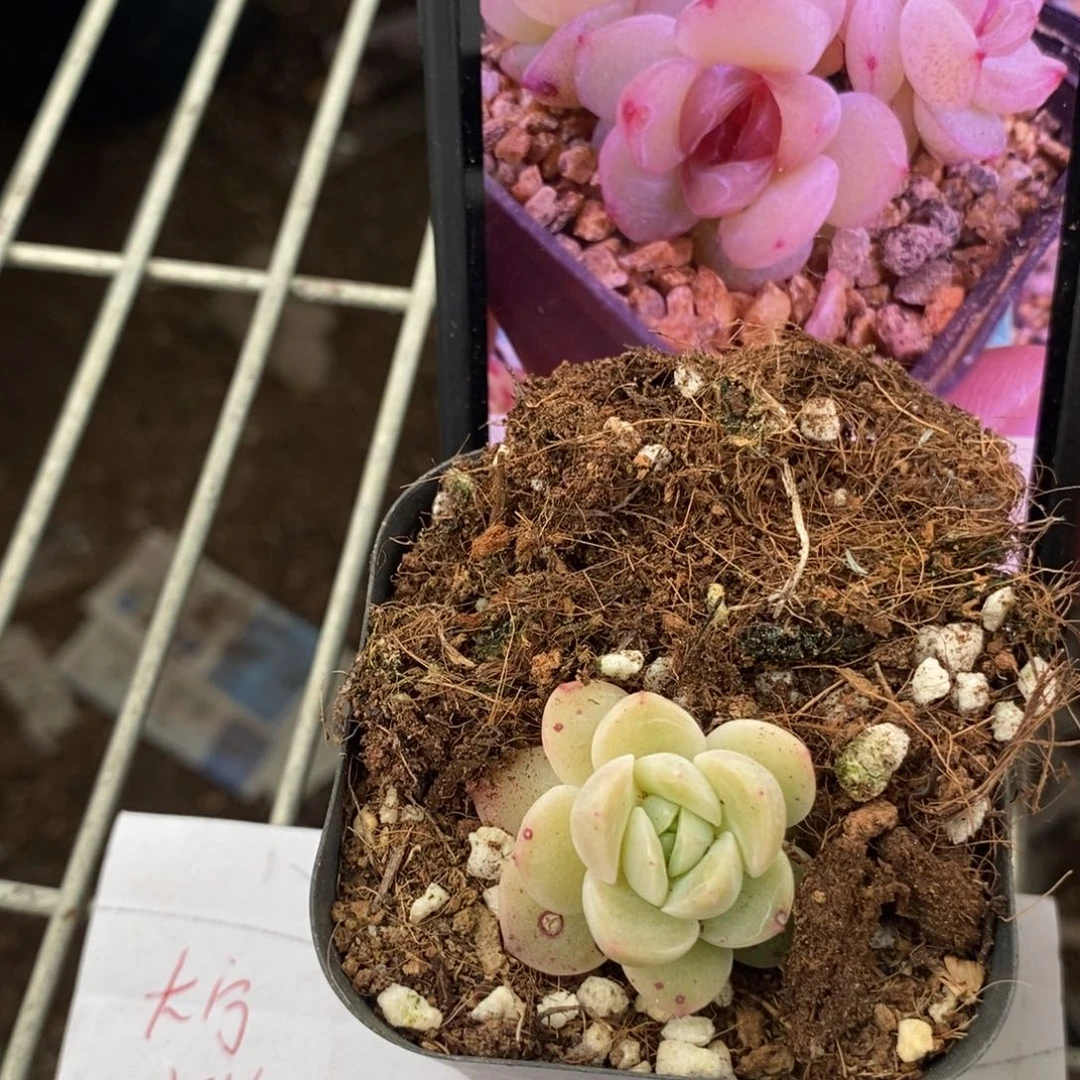 干冰一个多肉多肉