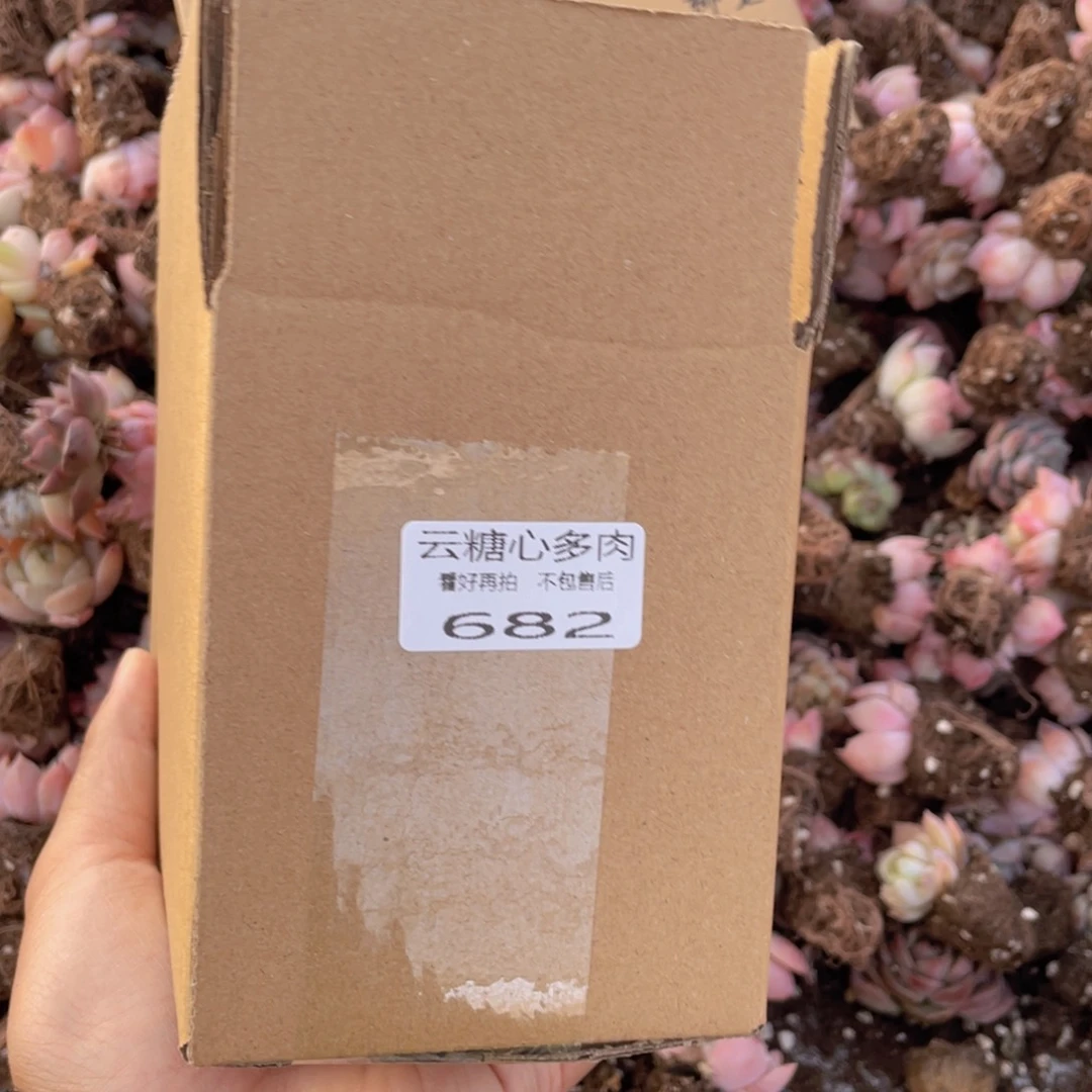 云糖心多肉植物682
