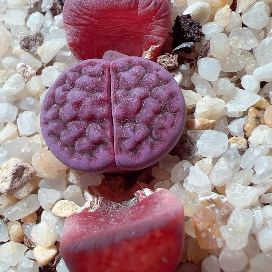 224-259多肉阿克玫瑰多肉