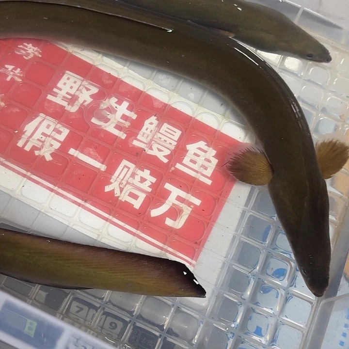 野生鳗鱼包活到家