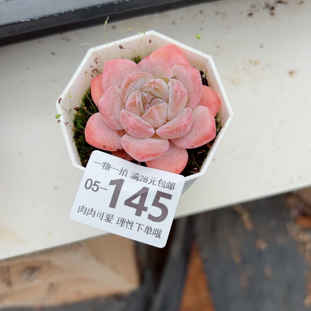 奶芙无盆土发货无盆土无