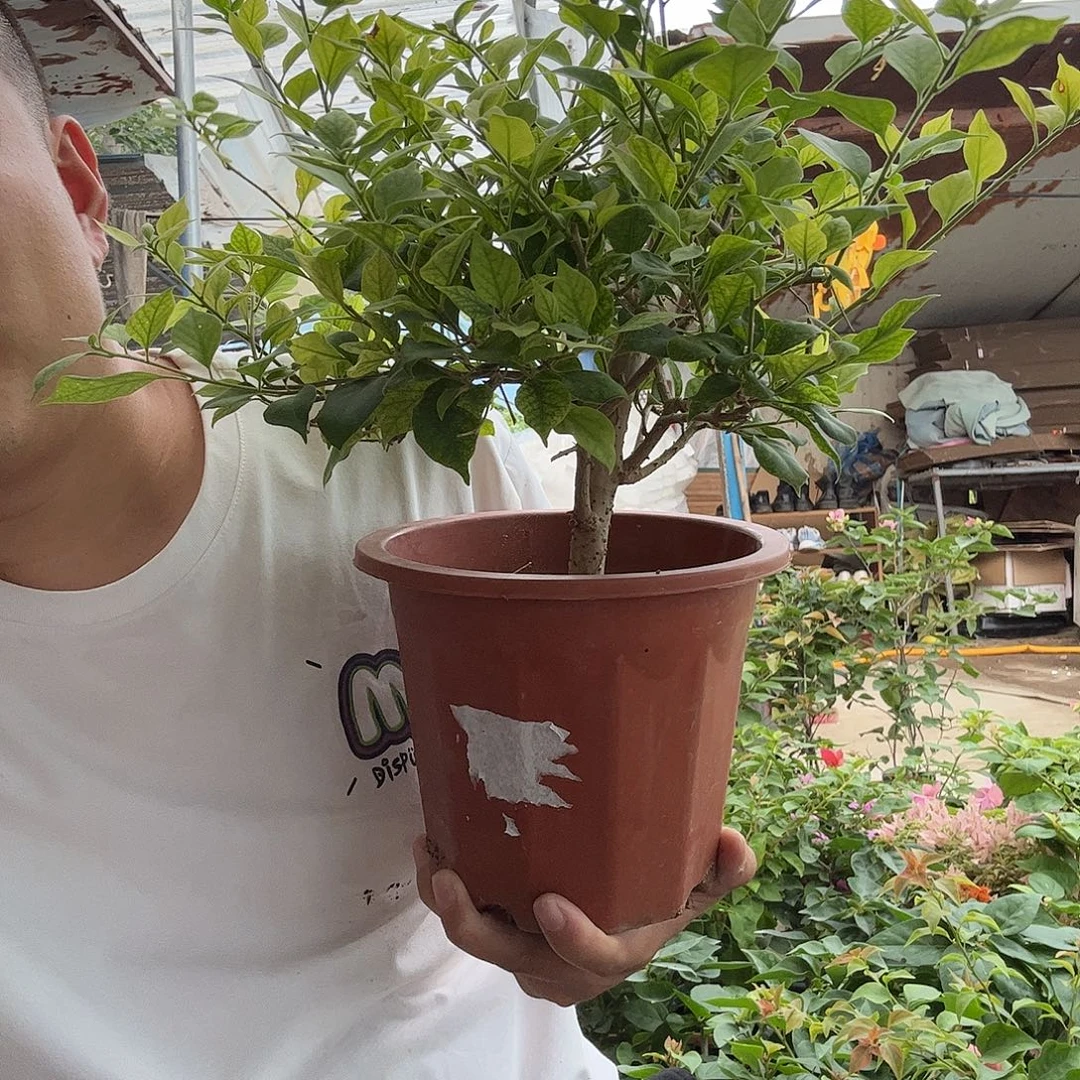 无花朵三角梅64号