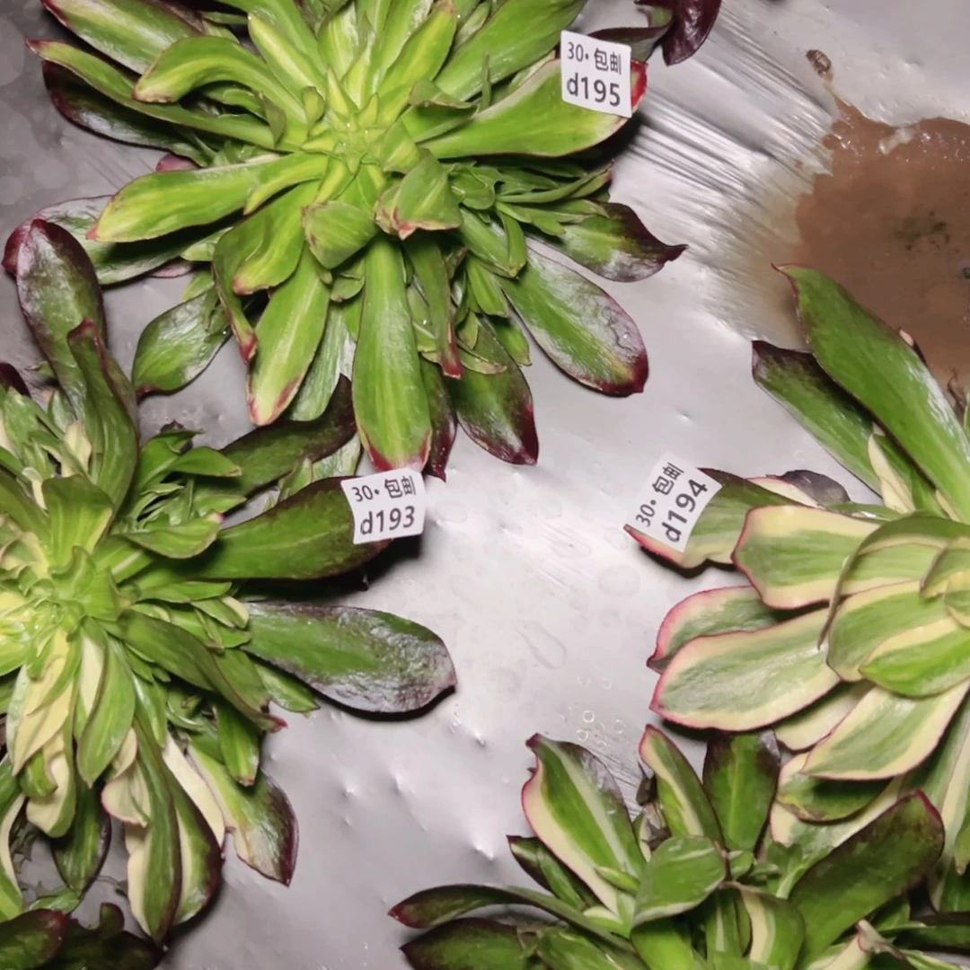 ?***呀3颗多肉法师组合