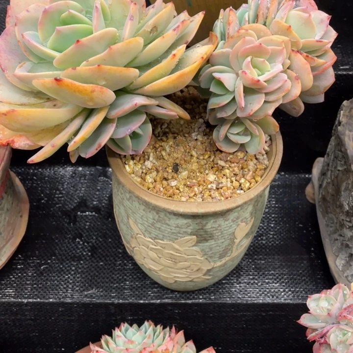 宋***田弥鹿之森一物一图