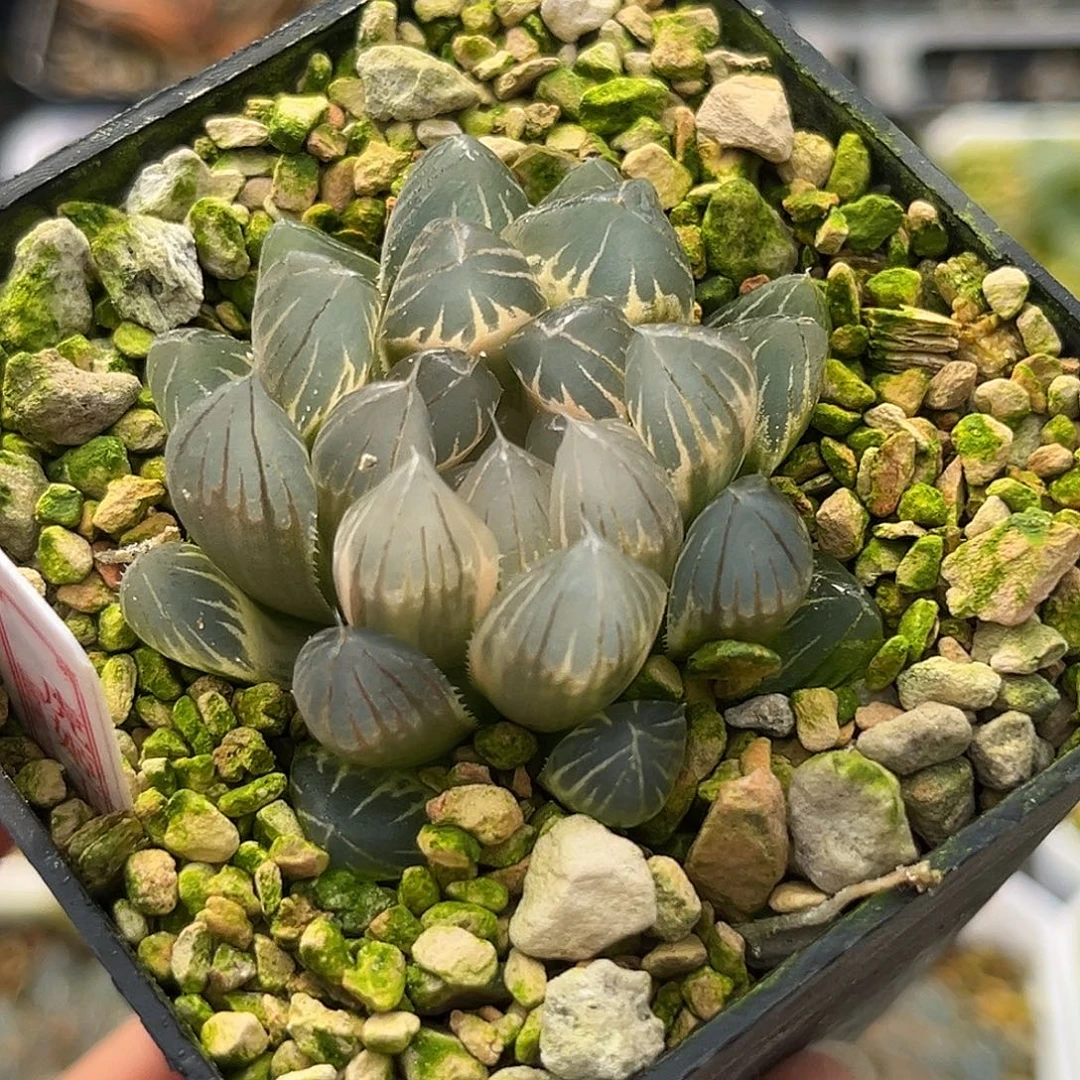 2糊斑霓虹灯玉露锦福利