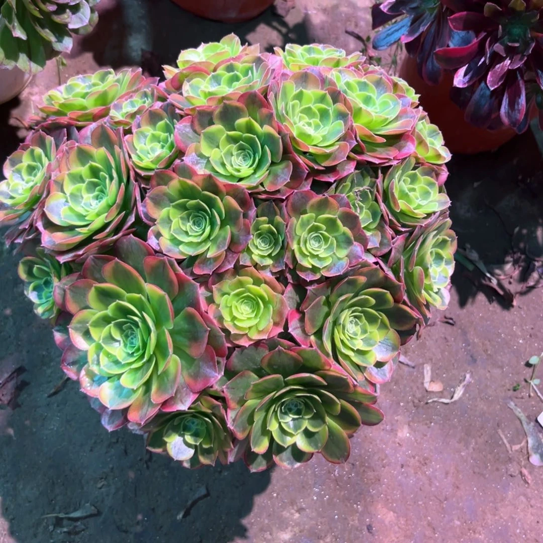 多肉植物奶白106