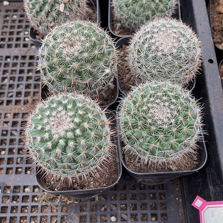 渔翁2.8带盆土发货