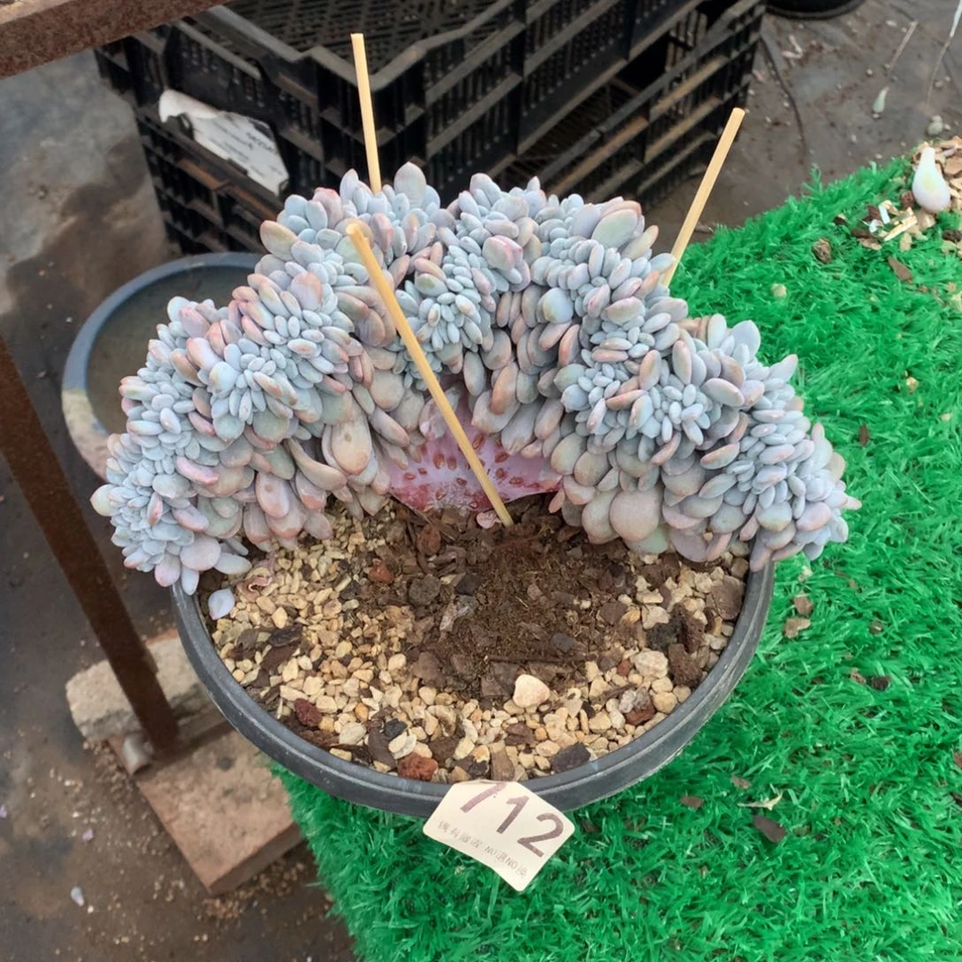 712粉兔缀多肉植物！！！！