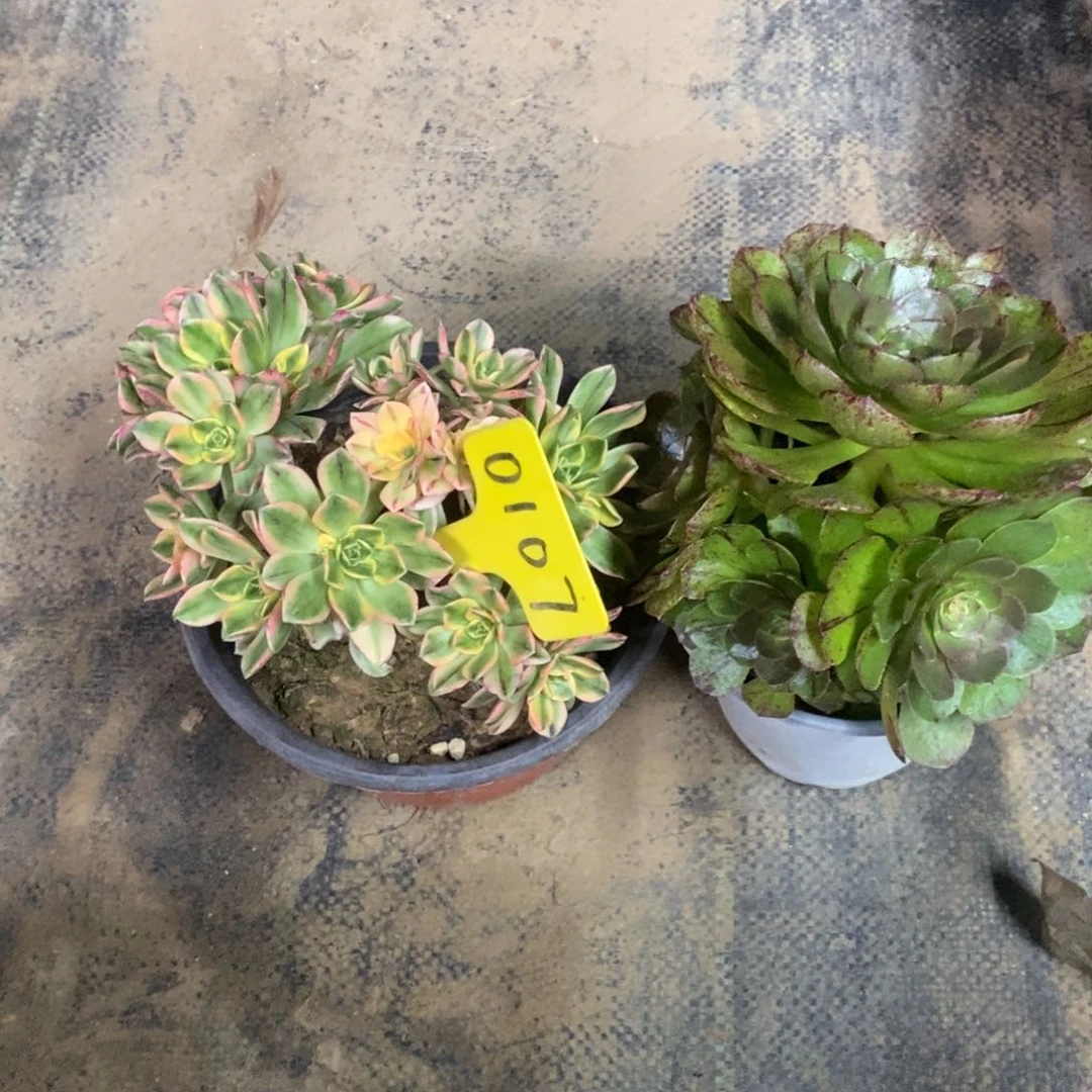 完*0107甜茶 万圣节拉丝一组