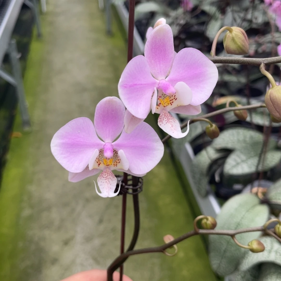 完全开放23FV，3.5杯开花株