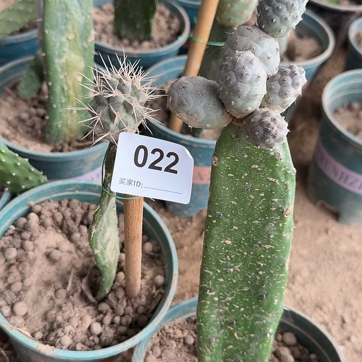 苗接习志野022组合