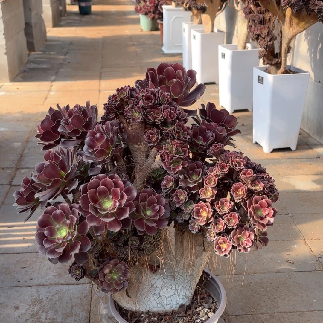 欧紫朵朵整版精品