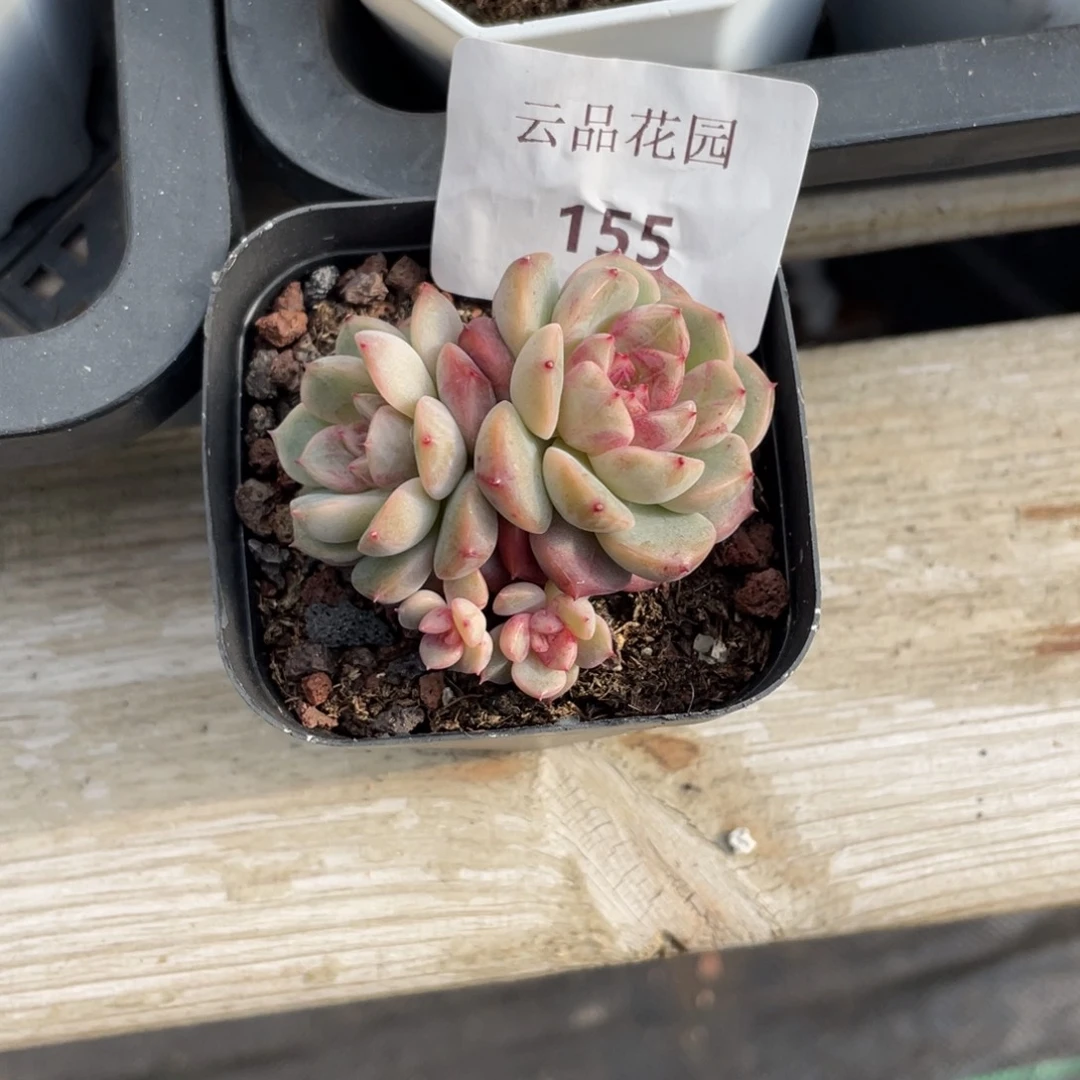 麂***155号糖心冰心珍妮