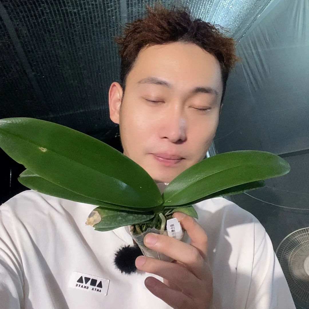 无花朵变色龙蝴蝶兰
