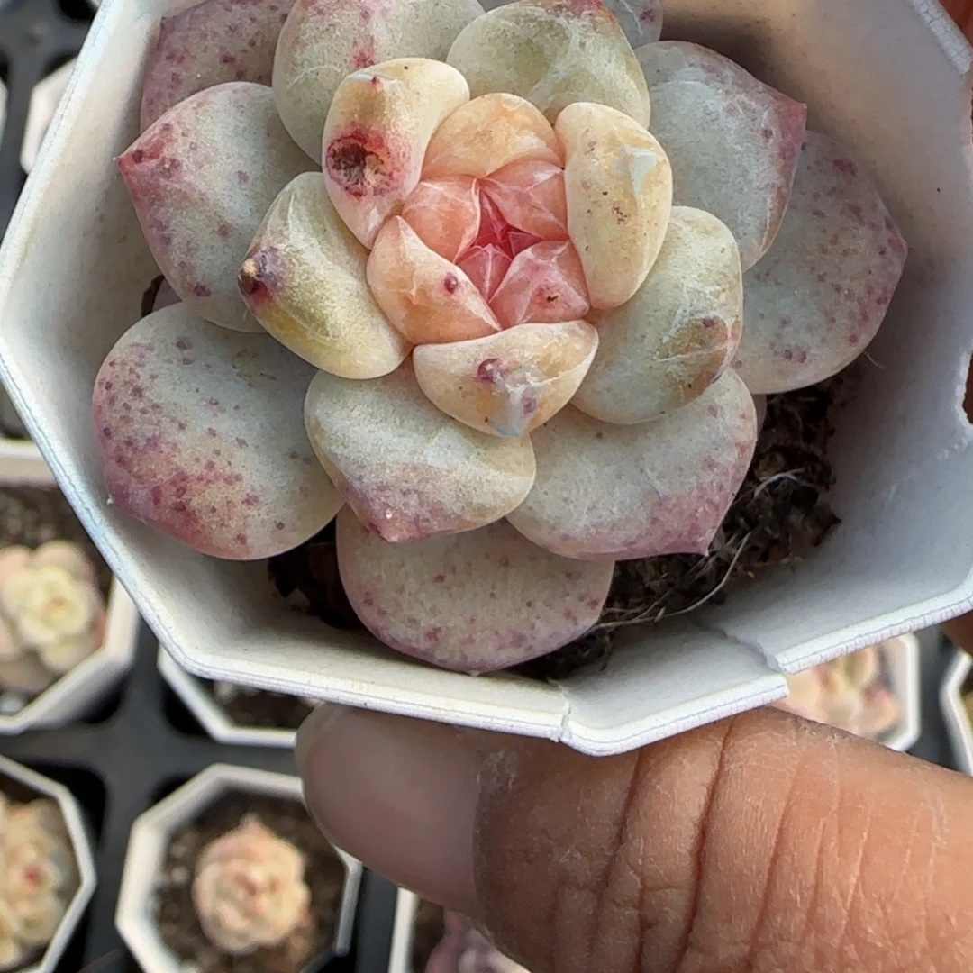 多肉小卡拉米糖心一物一拍