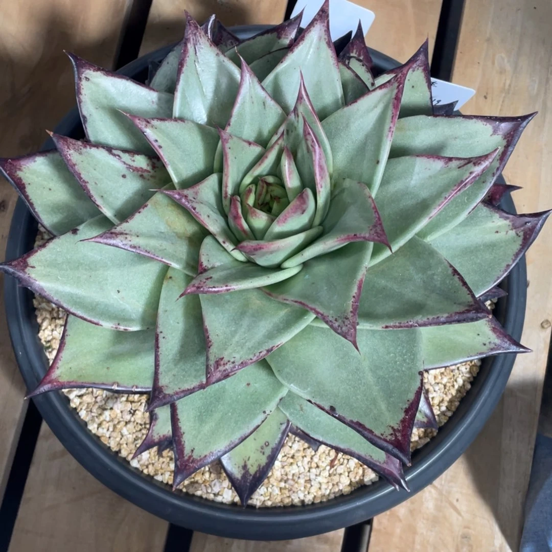 白*座多肉植物，山人园艺，c