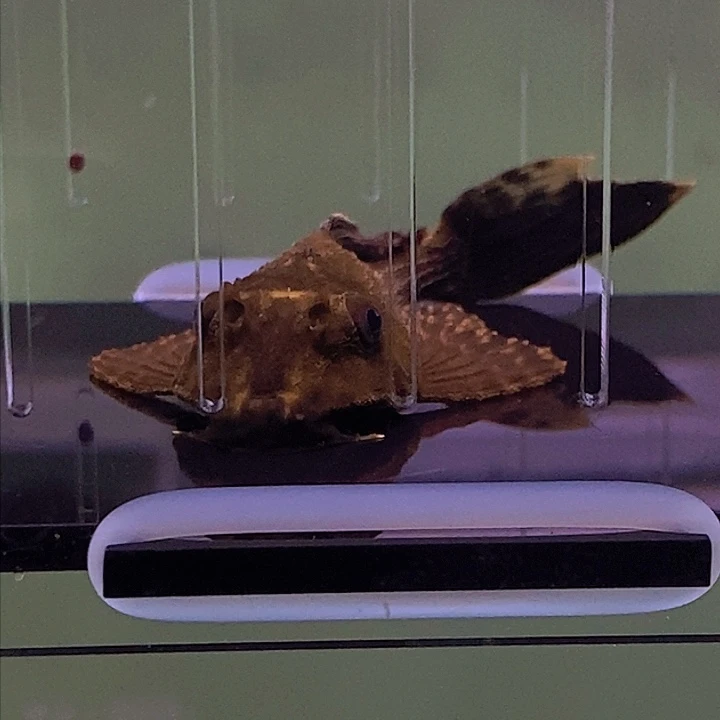 清道夫鱼鳄鱼异型4号