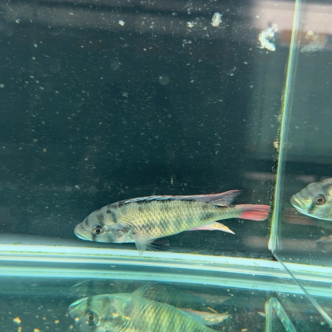 大***魏鱼厚皮986^_^^_^^_^^_^