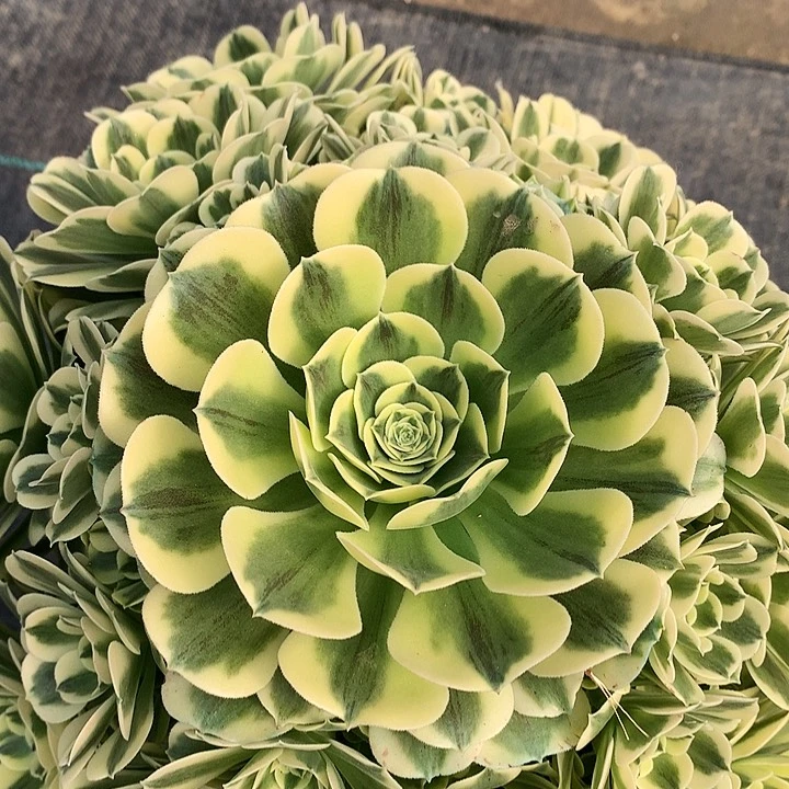 法师多植物图片。。。。。