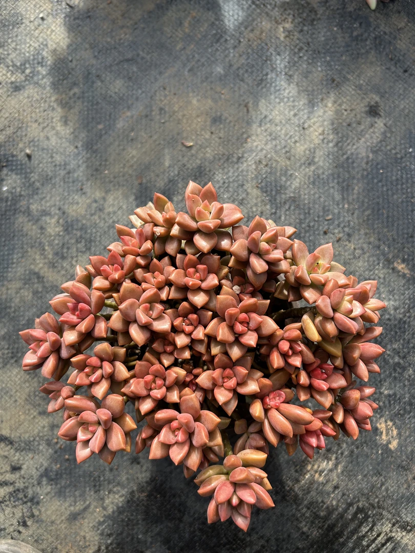 多种多肉植物组合带盆土好看好养的姬胧叶适合阳台种满9.9包邮）