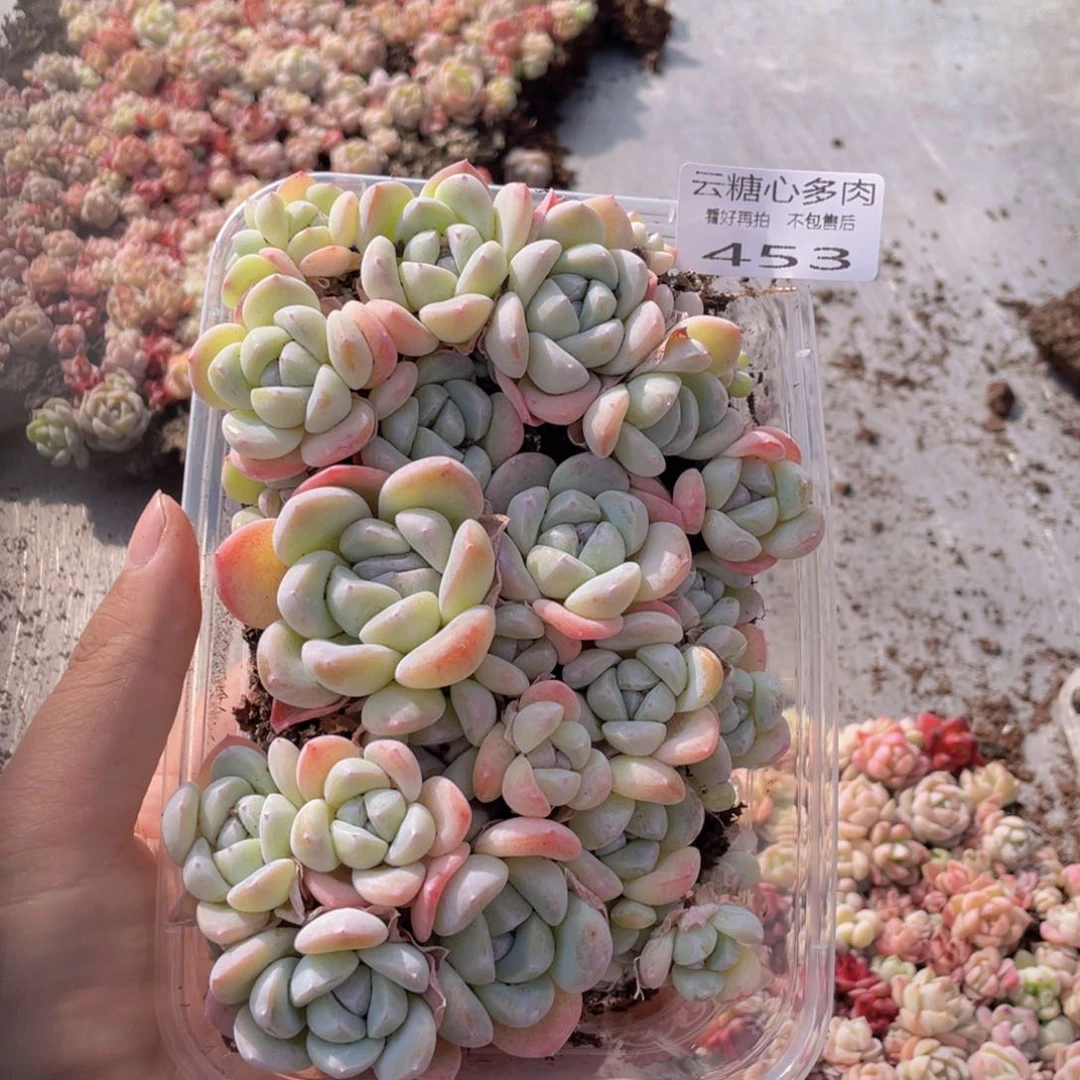 云糖心多肉植物453