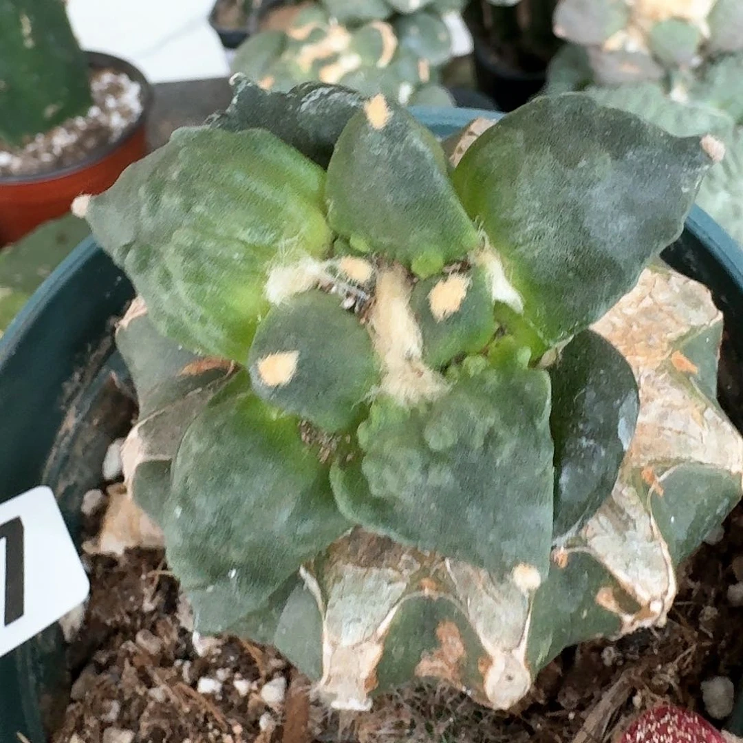【闪购商品】无花朵胖*栗源怒涛787