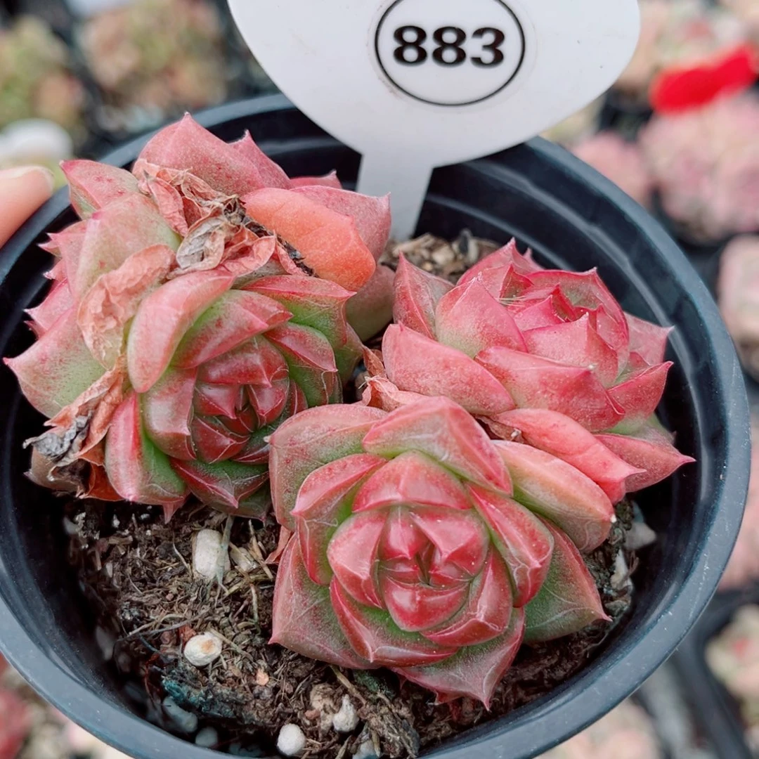 883号小老桩珍妮群