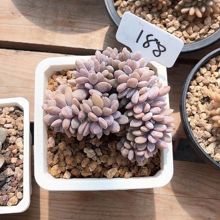 粉兔缀化188号码牌子