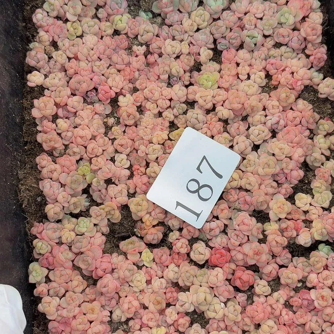 不****话多肉植物多肉植物187