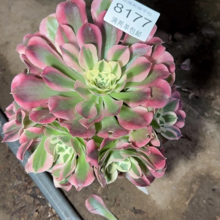 8177白凤多肉植物