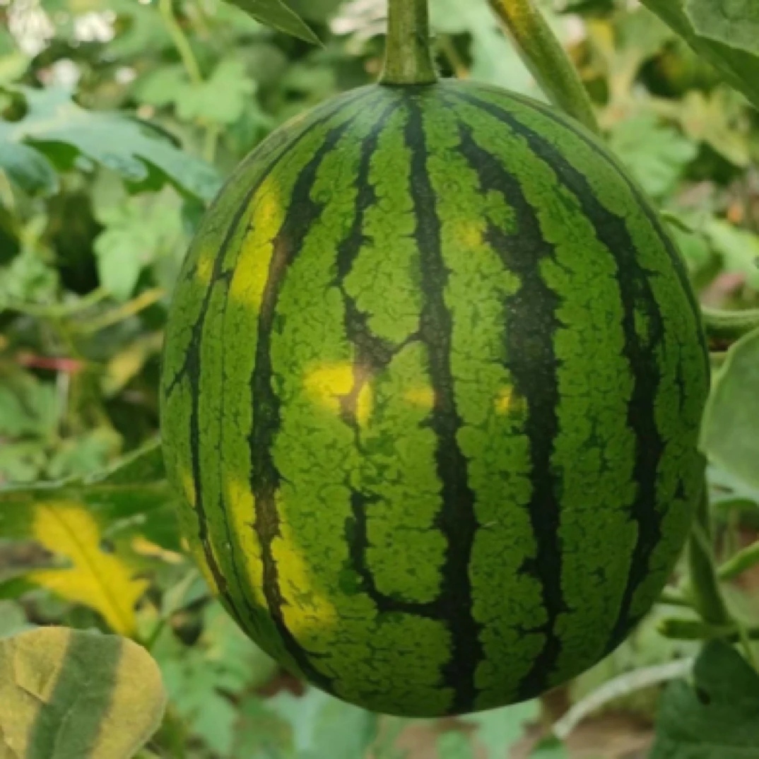 庞各庄头茬L600小西瓜 自家种植 现采现摘4-18斤任选新鲜北京市