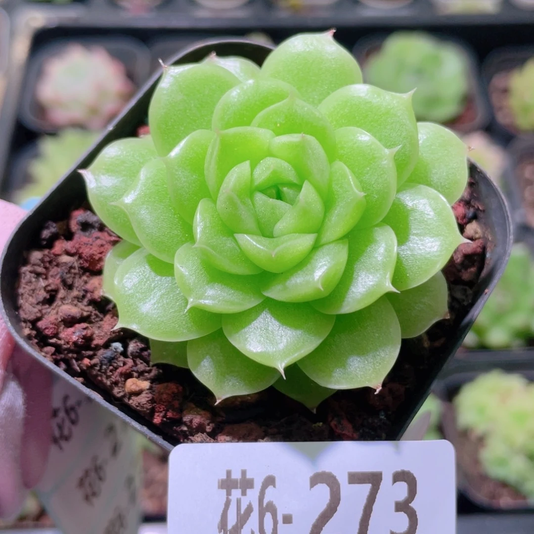 花利美6-273麦秆单头