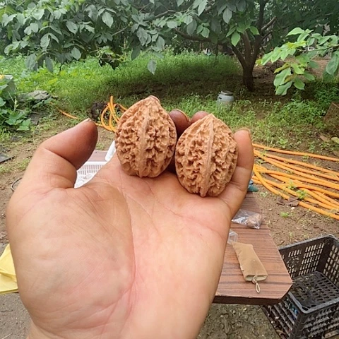 【闪购商品】文玩核桃把件文玩秋子