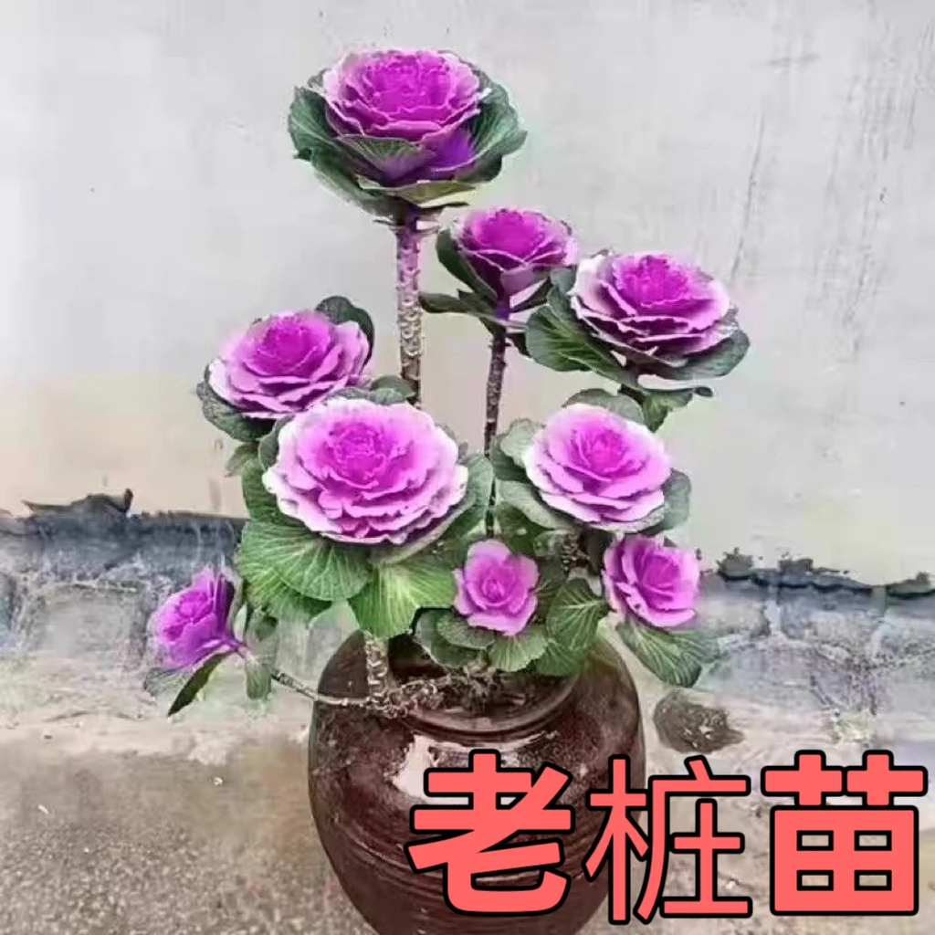 多头玫瑰羽衣甘蓝多年生耐寒耐热可养老桩适合阳台庭院观赏