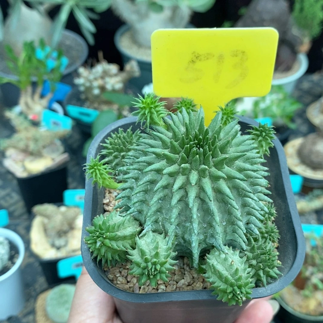 实生海胆大戟多肉植物